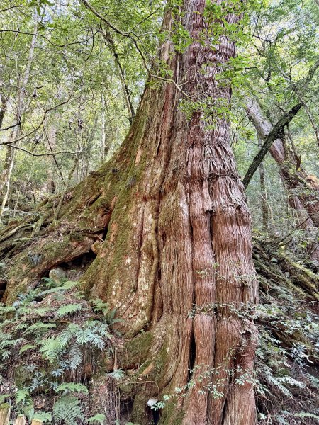 司馬庫斯巨木步道+櫻花祭202602193009445
