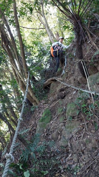 安坑五山縱走2784625