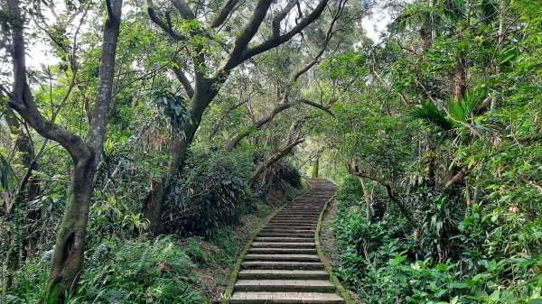 《台北》城市晨運｜虎山親山自然步道（松山慈惠堂）202505222795763
