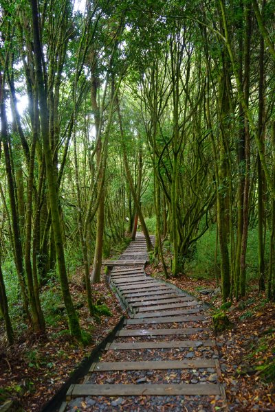 檜山巨木森林步道481593