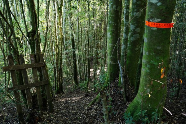 苗栗 泰安 東洗水山、北坑山、大板根2613359