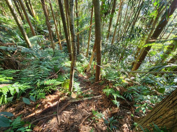 20250112貴妃山那結山外鳥嘴山蓮包山O型2727168