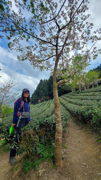 111/03/13新竹五峰天際線：鵝公髻山(第一登山口上、山上人家下)1649596