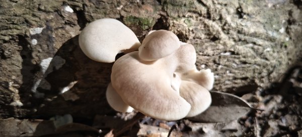 2025/10/10-水田林道上外鳥嘴山2911493