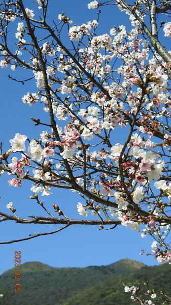 雲山水花鳥蝶 - 天龍國阿伯的日常 3/52053153