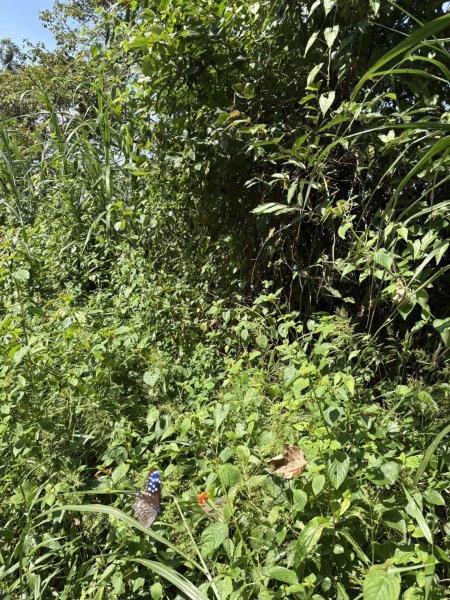 20251011台南刣牛湖山登山步道2915065