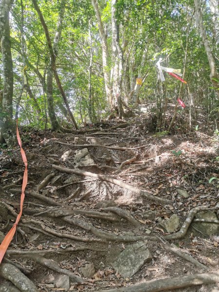 步道巡訪員│鳥嘴山步道 1 月巡訪日誌810570