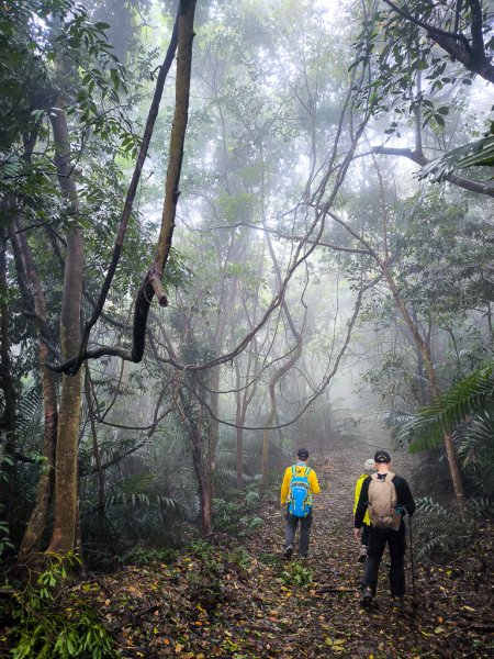 2025-03-08 汶水三山：金童山、汶水山、玉女山 連走2736547