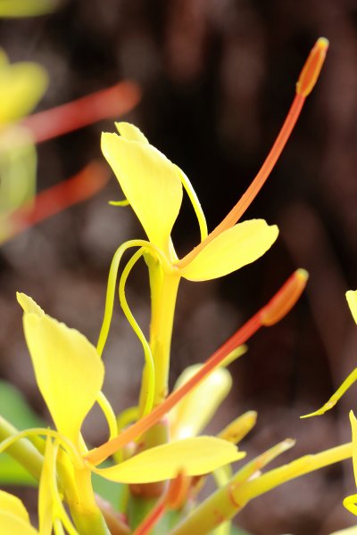 夏威夷火山國家公園613285