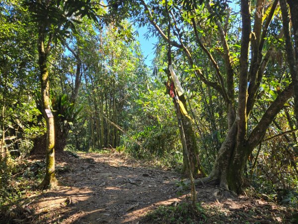 九龍山連走大凍山2955716