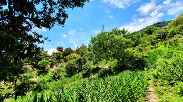 三峽紫微山，紫微聖母環山步道，土城桐花公園，五尖山，原住民族生態公園，龍潭大平紅橋，三坑自然生態公園1746458