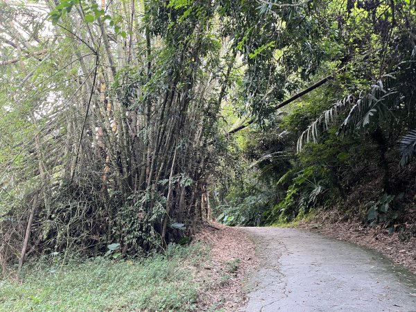 [百山百鳥尋旅-04/15] 2025_0817 龍過脈森林步道2863233