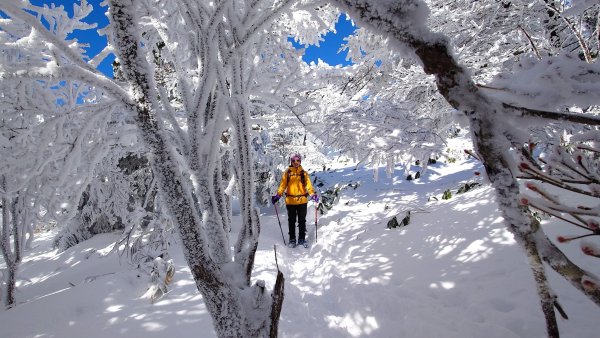 超綺麗夢幻的粉雪奇緣山行記在日本名古屋南沢山2781220