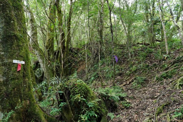 新北 烏來 山車廣山、檜山2567403