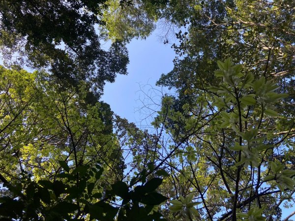 唐麻丹山-松鶴上三角點O型回松鶴2378402