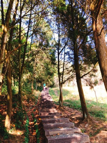 金龍山步道封面