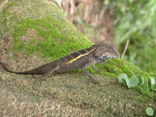 軍功山／中埔山1967235