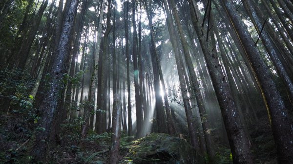 台中橫嶺山沙蓮山O型20191116