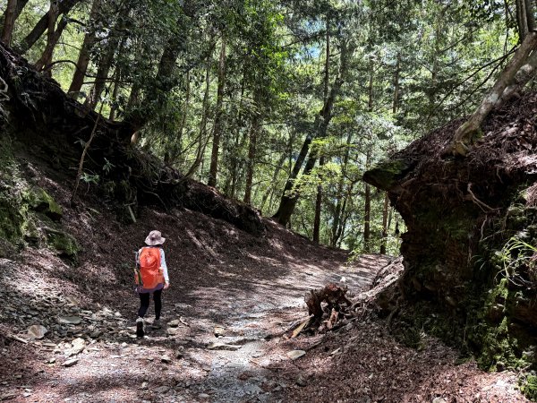 塔塔加楠梓仙溪林道 202506222827117