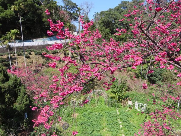 樟樹步道登山口前的［櫻花］（2024/2/14）2433395