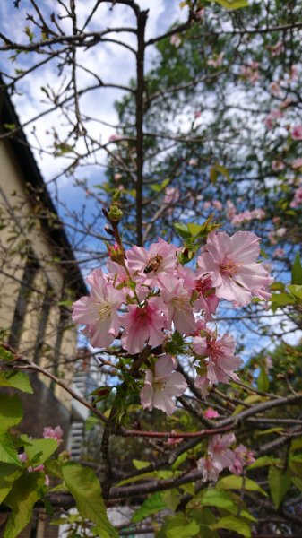 新竹麗池公園430311