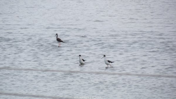 《彰化》海空夕照｜王功燈塔及芳苑海空步道健行賞冬候鳥202601102980287