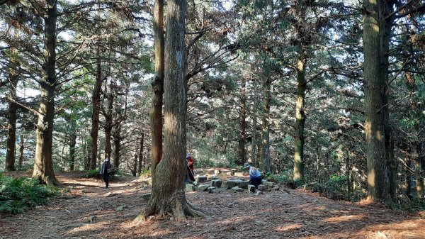 《台中》水晶蘭再現｜鳶嘴西稜線長壽山醜崠山二連峰來回202203201648939