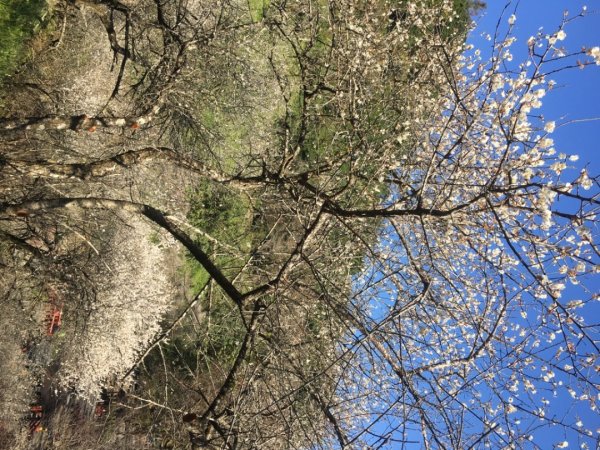 梅花撲鼻香2686610