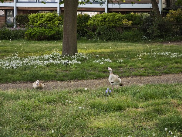 2025_0425 倫敦馬拉松順遊西歐 D7d(倫敦馬拉松起跑點)2793971