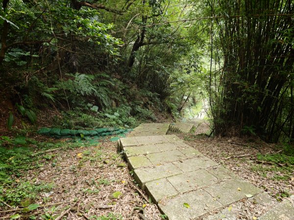 [淡蘭古道] 2026_0531 北路第一段_琉榔路步道3070549
