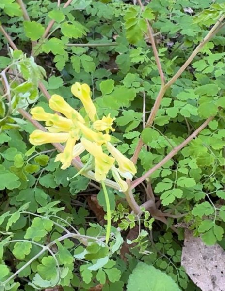 雪山坑登山步道尋巨人2978287