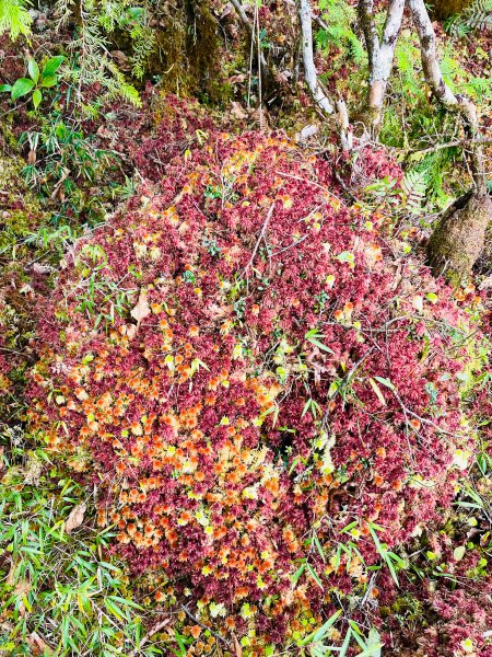 魔幻森林三星山與三星池1658326