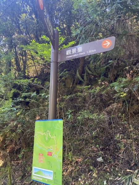 觀霧森林遊樂區（榛山及檜山巨木步道）3060137