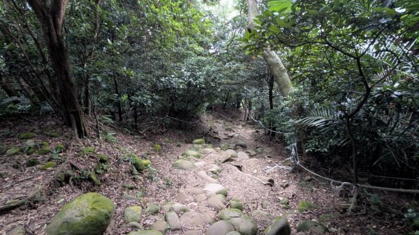 飛鳳山步道3118563