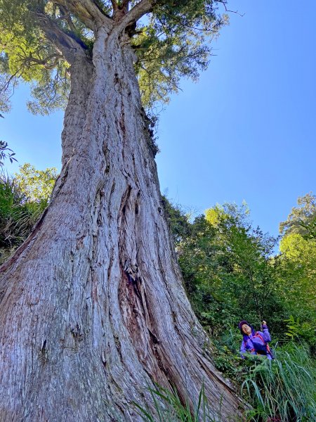 鳶嘴稍來神木、稍來山O型走20209151102455