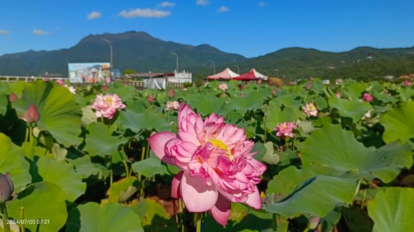 雲山水花鳥蝶 - 天龍國阿伯的日常7/5 #台灣粉蝶 #端紅蝶 #青斑鳳蝶 #青帶鳳蝶2543422