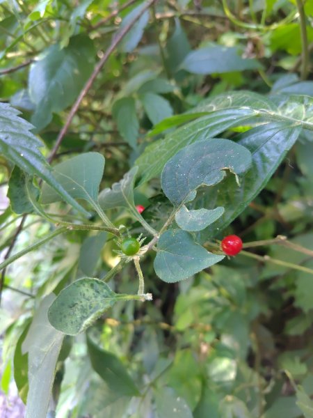 唐麻丹山 蝴蝶谷2918883