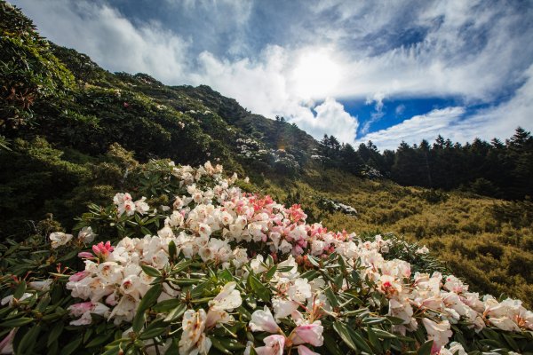2018石門山高山杜鵑花開440594