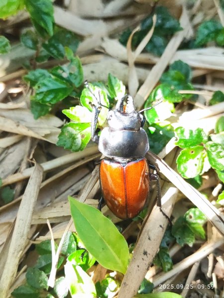 七星山二進2894964