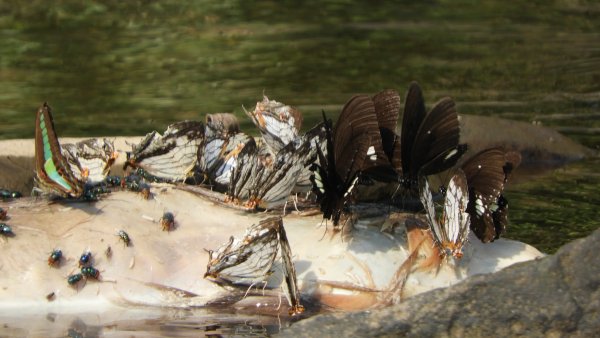 陽明山趴趴走，又到了賞蝶趣的季節 #褐斑毒蛾幼蟲2480538