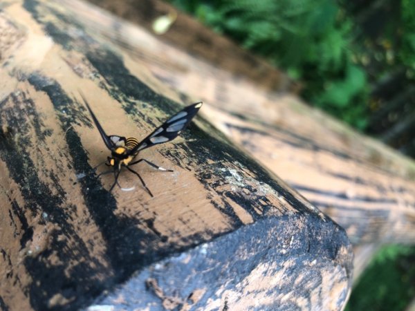 後棟山經挑筍古道上大尖山再走樟湖山1100393