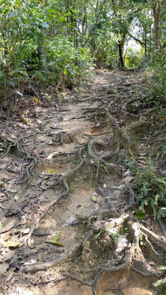 內湖金面山步道890426