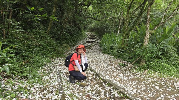 今年最美賞桐花秘境，瑪西賞桐步道，基隆七堵富民親水公園對岸。瑪陵坑溪秘境，台版亞馬遜雨林，苓蘭生態公2782124