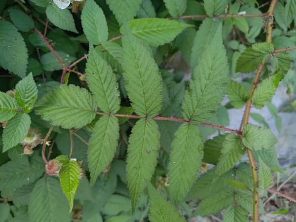 盆貿里山三盆連走2749522