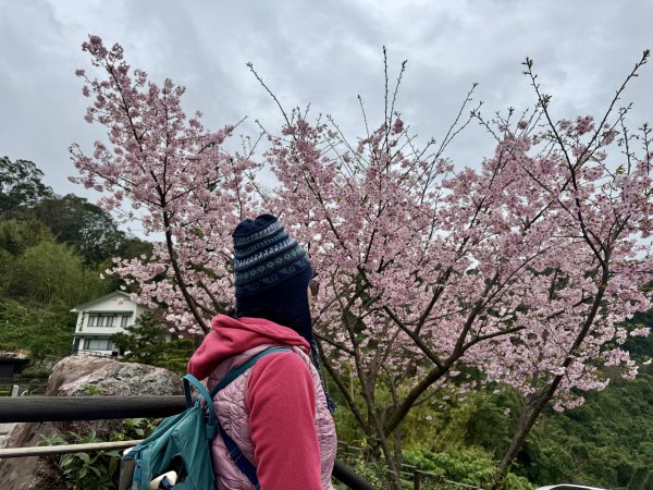 指南宮賞櫻2708118