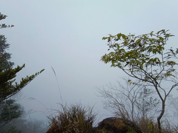 溪頭鳳凰山（米堤飯店香蕉園登山口）2070652