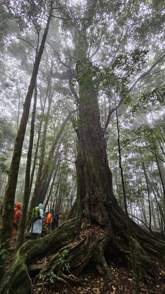 【這樣走波津加也行！】大雪山下波津加進谷關。3025905