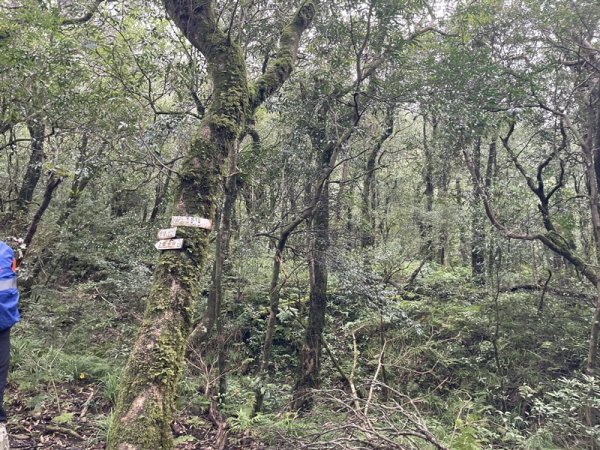 卡保逐鹿山毛欅2935506