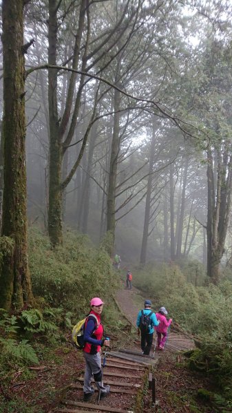 大塔山 & 阿里山國家森林遊樂區550010