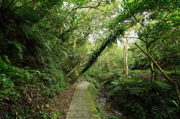 臺北 南港 南港山、拇指山、象、獅、豹、虎、四分里山、茅草埔山2803415